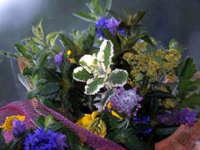 珠洲ハーブの丘