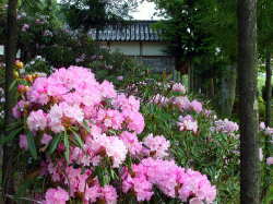 �V���N�i�Q