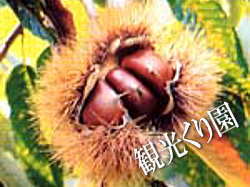 �������@�ό����艀